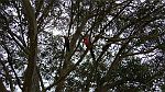 20-King Parrots add colour to the Otways